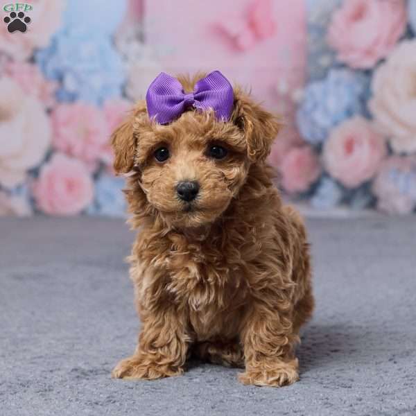 Tansy, Bich-Poo Puppy